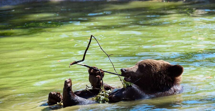 From Bucharest: Bear Sanctuary and Dracula Castle Day Tour - Bran Castle and the Dracula Story