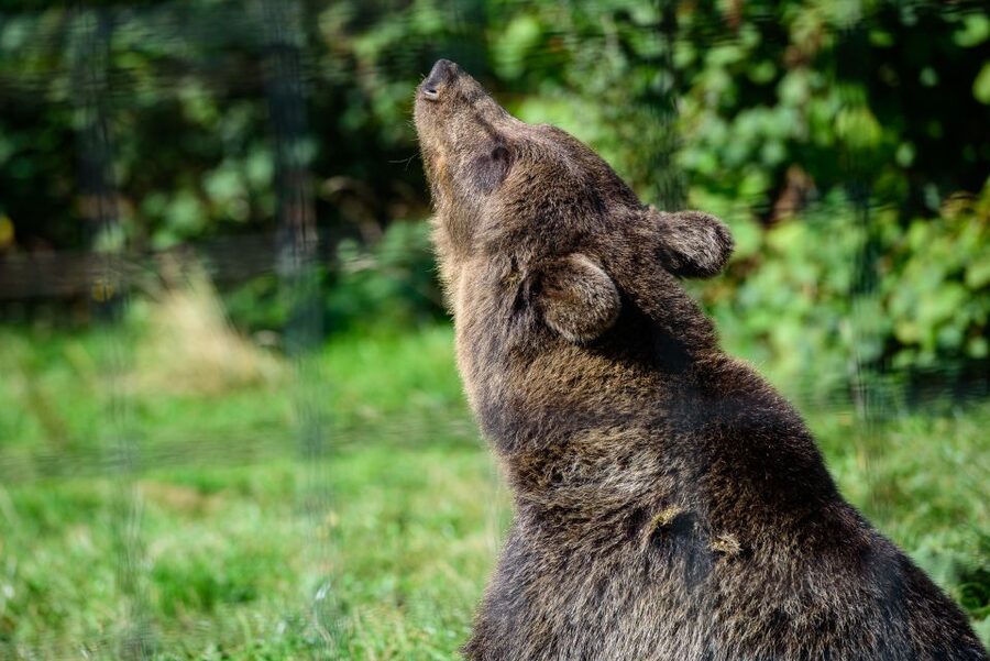 From Bucharest: Bear Sanctuary and Dracula Castle Day Tour - How the Two Stops Work Together