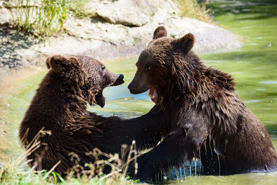 From Bucharest: Bear Sanctuary and Dracula Castle Day Tour - Lunch in Bran and What You Pay Extra For