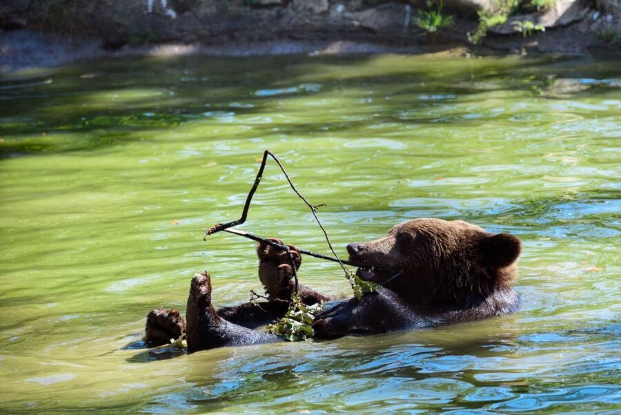 From Bucharest: Bear Sanctuary and Dracula Castle Day Tour - Libearty Sanctuary and Nearly 110 Rescued Bears