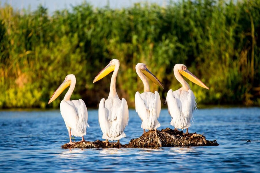 From Bucharest: Day Trip to Danube Delta - The 6:30 AM pickup and the long road east