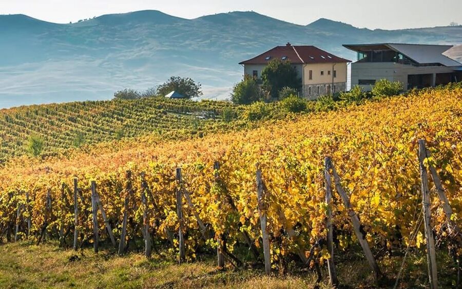 From Bucharest: Exclusive Dealu Mare Wine Tasting Tour - Key points at a glance