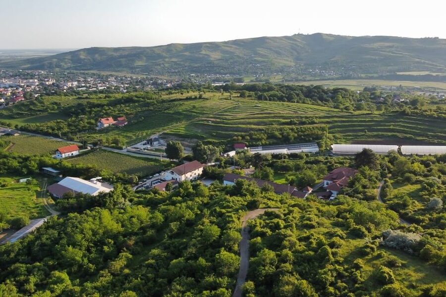 From Bucharest: Exclusive Dealu Mare Wine Tasting Tour - Why Dealu Mare is worth a day from Bucharest