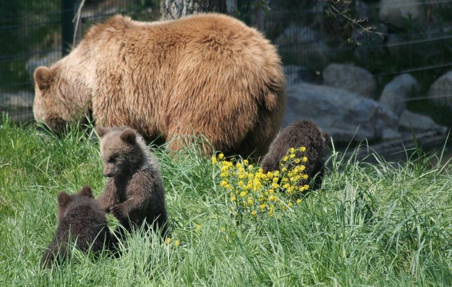 From Bucharest: Libearty Bear Sanctuary and Dracula's Castle - Key points to know before booking