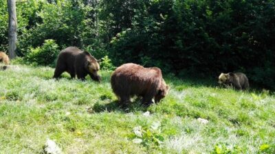 Libearty Bear Sanctuary and Dracula’s Castle