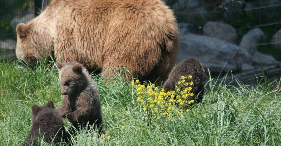 From Bucharest: Libearty Bear Sanctuary and Dracula's Castle - The walking conditions at the sanctuary