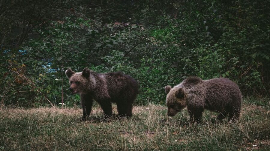 From Bucharest: Libearty Bear Sanctuary and Dracula's Castle - Should you pay extra for the torture chamber?
