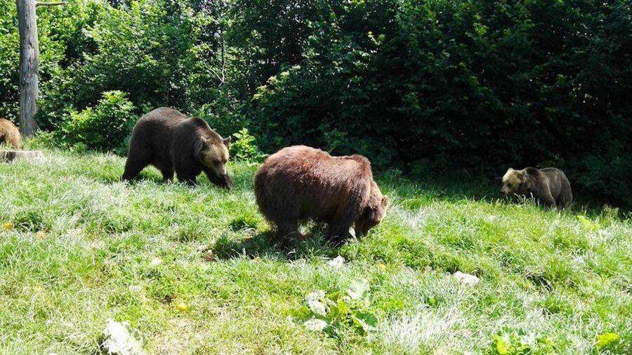 From Bucharest: Libearty Bear Sanctuary and Dracula's Castle - Leaving Bucharest for the Carpathians