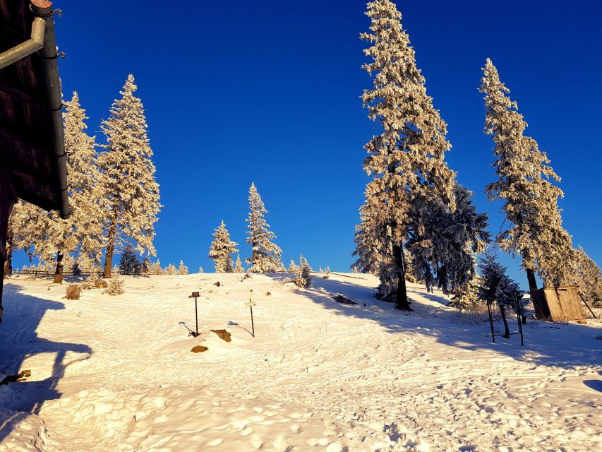 From Cluj-Napoca: Day Hike to Vlădeasa Peak - Should you book the Vlădeasa Peak hike?