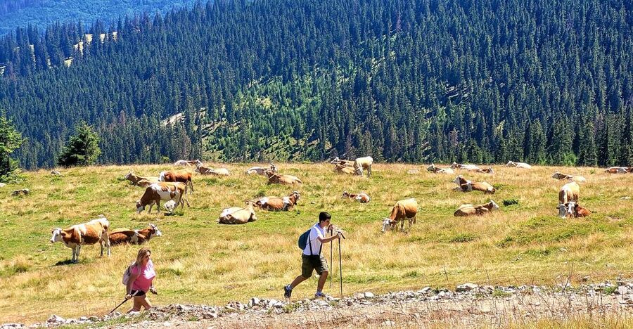 From Cluj-Napoca: Day Hike to Vlădeasa Peak - The first two hours to the chalet