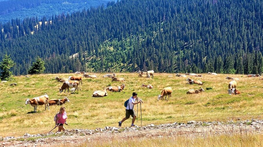 From Cluj-Napoca: Day Hike to Vlădeasa Peak - Who should choose this hike