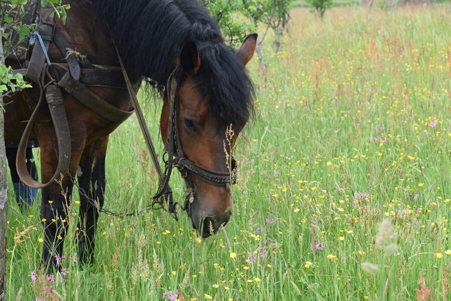 From Cluj-Napoca: Maramures Day Tour - The physical demands of a 13-hour outing