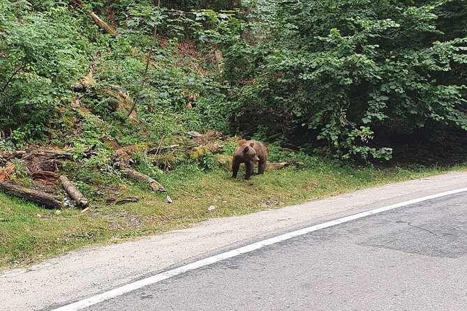 Full-Day Private Carpatian Garden with Dracula's Fortress - Wild Brown Bears - Why this Bucharest day trip feels different