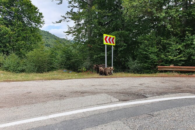 Full-Day Private Carpatian Garden with Dracula's Fortress - Wild Brown Bears - Vidraru Dam and the bear-viewing stop