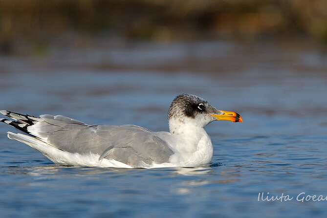 Guided Birdwatching day trip to the Danube Delta - private program - What you may see among the reeds