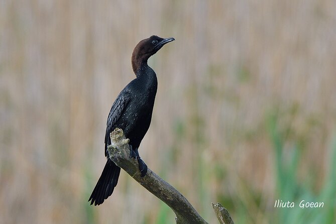 Guided Birdwatching day trip to the Danube Delta - private program - The guide and captain shape the experience