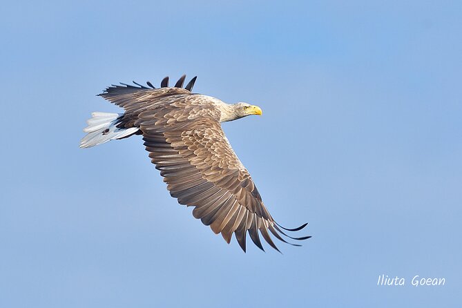 Guided Birdwatching day trip to the Danube Delta - private program - How long is enough for the delta?