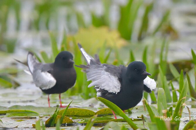Guided Birdwatching day trip to the Danube Delta - private program - Leaving Tulcea for a private boat day