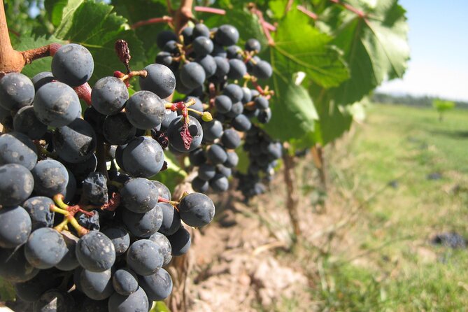 Half-Day Gramma Wine Tasting Tour in Iasi - Transport, timing, and group size