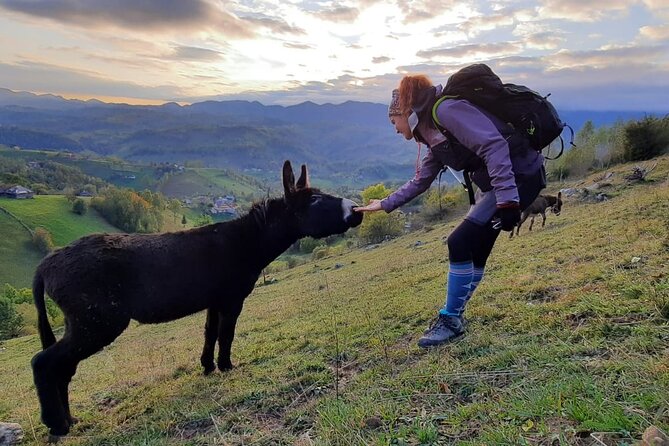 Hiking thought the best mountain villages in Romania-Private tour from Brasov - Private transport and the value of $102.46