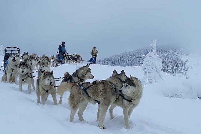 Husky Sleigh Rides experience - Key points before you book