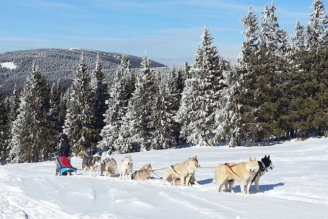 Husky Sleigh Rides experience - Leaving Brasov for the husky base