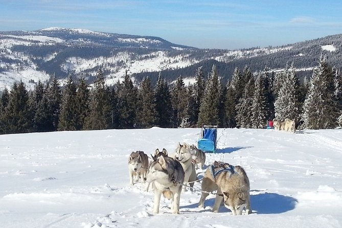Husky Sleigh Rides experience - Choosing the right route and ride length