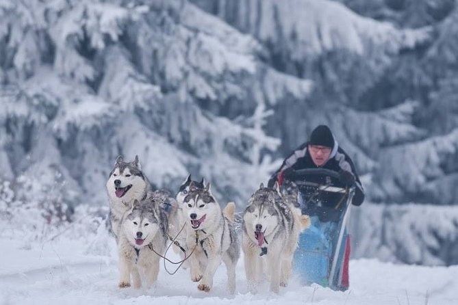 Husky Sleigh Rides experience - Meeting the Siberian huskies