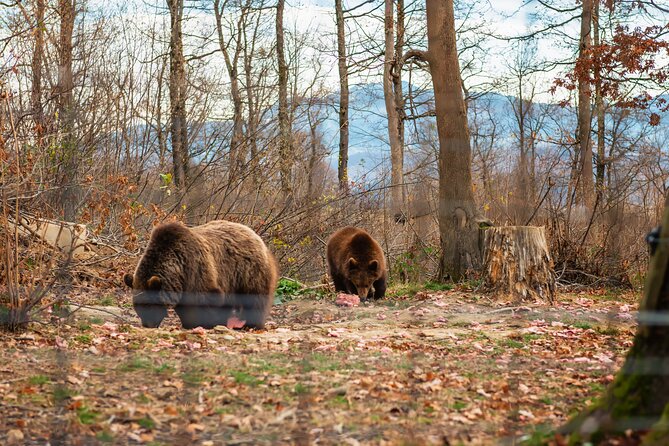 Legends&Wildlife Awaits: Dracula's Castle & Bear Sanctuary - Bran Castle and the Dracula question