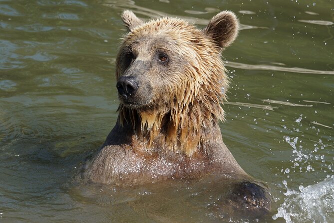 Libearty Bear Sanctuary and Dracula's Castle - Day Tour from Bucharest - Leaving Bucharest for the Carpathian foothills