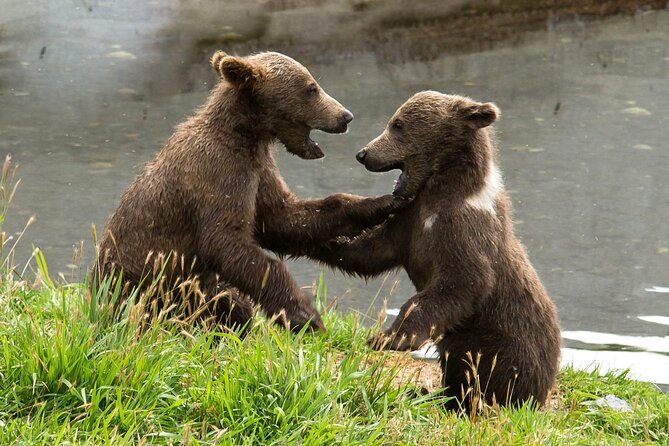 Libearty Bear Sanctuary and Dracula's Castle - Day Tour from Bucharest - The one-hour road to Bran Castle