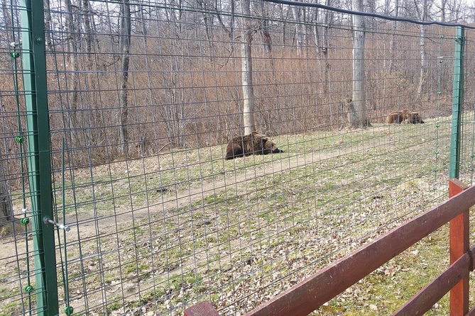 LiBearty Bear Sanctuary Zarnesti Small-Group Trip from Brasov - Key points to know before booking