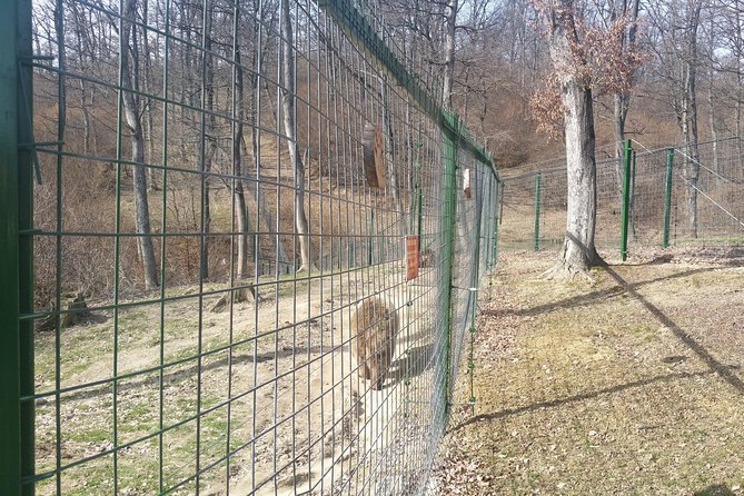 LiBearty Bear Sanctuary Zarnesti Small-Group Trip from Brasov - Why this sanctuary visit matters