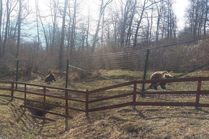 LiBearty Bear Sanctuary Zarnesti Small-Group Trip from Brasov - The one-hour walk through Zarnesti