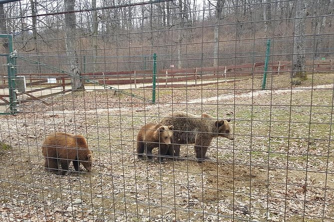 LiBearty Bear Sanctuary Zarnesti Small-Group Trip from Brasov - What the sanctuary setting feels like