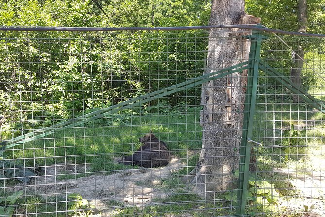 LiBearty Bear Sanctuary Zarnesti Small-Group Trip from Brasov - Who will enjoy this trip most