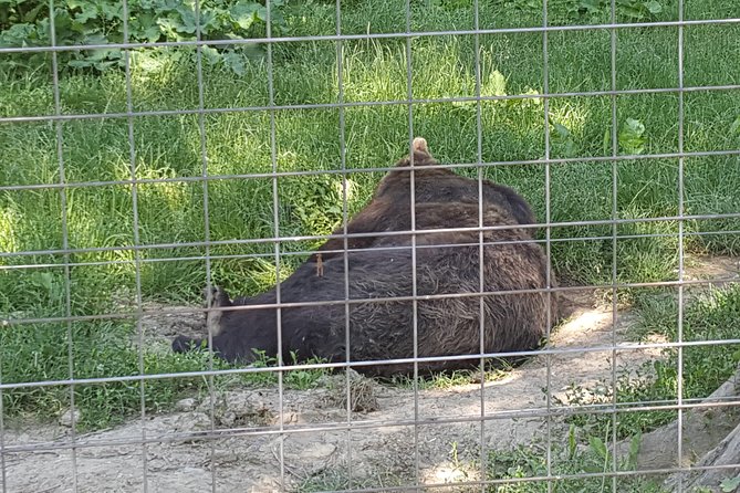 LiBearty Bear Sanctuary Zarnesti Small-Group Trip from Brasov - Practical booking advice