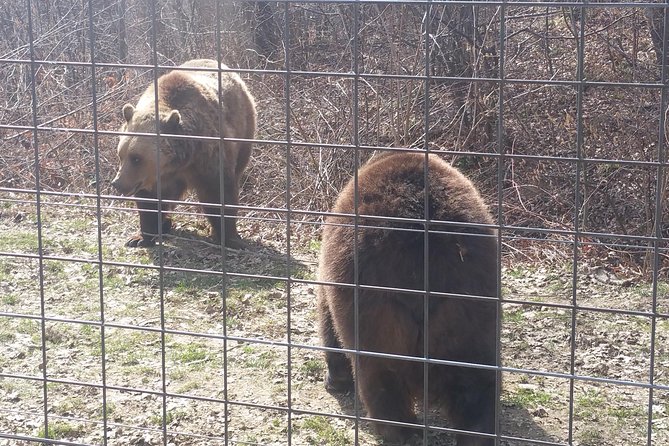 LiBearty Bear Sanctuary Zarnesti Small-Group Trip from Brasov - Leaving Brasov at 8:30 am