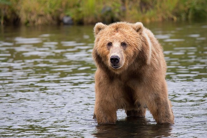 LiBEARty Brown Bear Sanctuary and The Real Dracula Tour - Key points before you book
