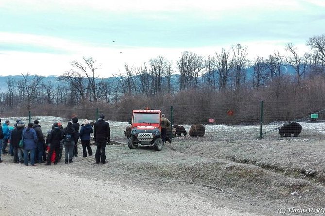 LiBEARty - the Brown Bear Sanctuary from Zarnesti - Brasov’s Old Center in Two Hours