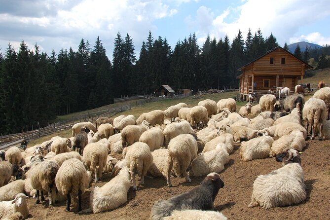 Maramures Day Tour (trip start in Bucovina, end in Sighetu M.) - Barsana Monastery and its wooden buildings