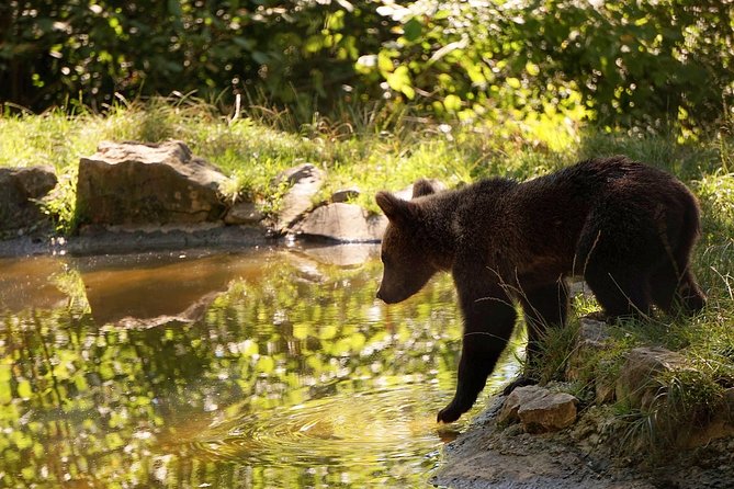 Meet the Bears & Visit Dracula Castle Day Tour from Bucharest - Why this Bucharest day trip works