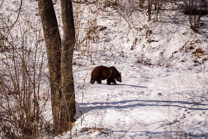 Meet the Bears & Visit Dracula Castle Day Tour from Bucharest - What the bear sanctuary does best