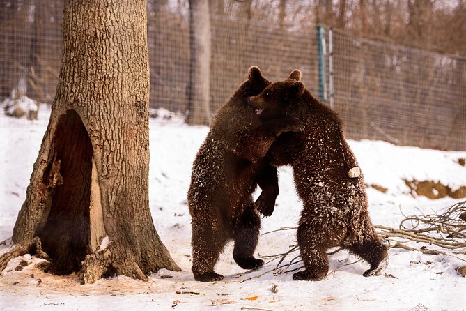 Meet the Bears & Visit Dracula Castle Day Tour from Bucharest - Lunch, Romanian food, and papanași