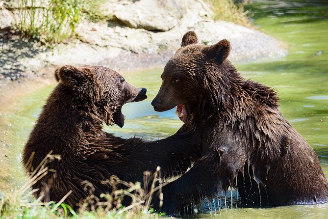 Meet the Free Bears and visit Dracula's Castle in a Day Trip from Bucharest - Why this Bucharest day trip works