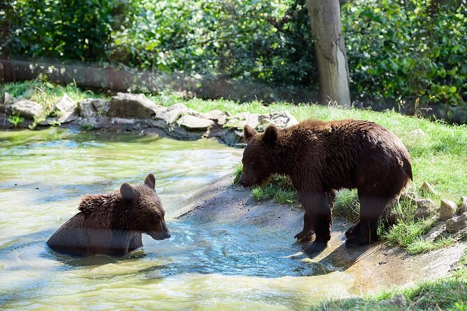 Meet the Free Bears and visit Dracula's Castle in a Day Trip from Bucharest - Three hours inside Bran Castle