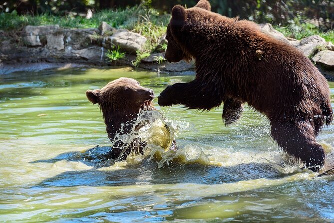 Meet the Free Bears and visit Dracula's Castle in a Day Trip from Bucharest - What the $219.80 price really covers