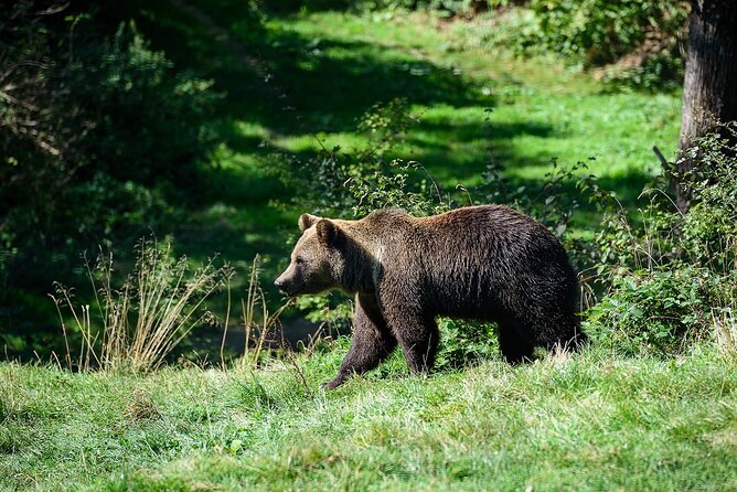 Meet the Free Bears and visit Dracula's Castle in a Day Trip from Bucharest - The driver-only question you should settle first
