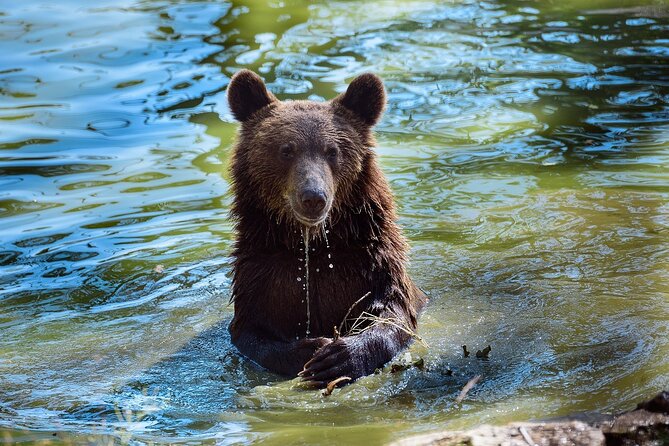 Meet the Free Bears and visit Dracula's Castle in a Day Trip from Bucharest - Physical demands and family fit