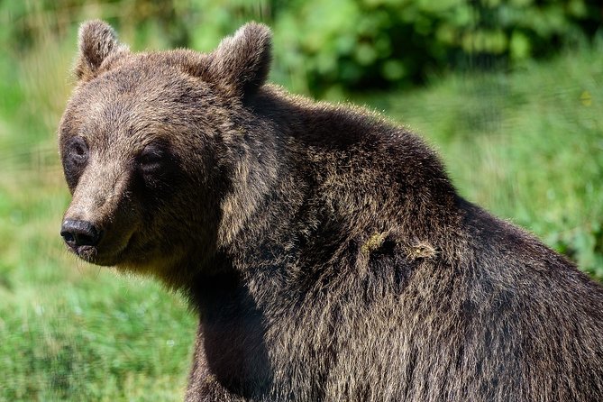 Meet the Free Bears and visit Dracula's Castle in a Day Trip from Bucharest - Who will get the most from this excursion
